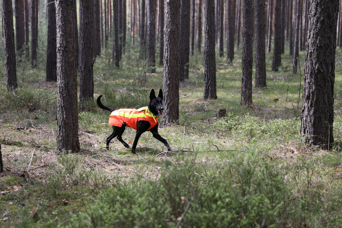 Schwarzer Kadaversuchhund im Wald