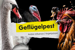 Kampagnenmotiv zur Gefluegelpest: ein Hahn. ein Schwan, ein Truthahn und eine Ente stehen neben dem Wort Geflügelpest. Im Hintergrund sieht man Koerner.