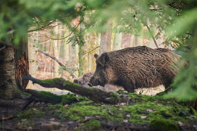 Ein Wildschwein steht im Wald