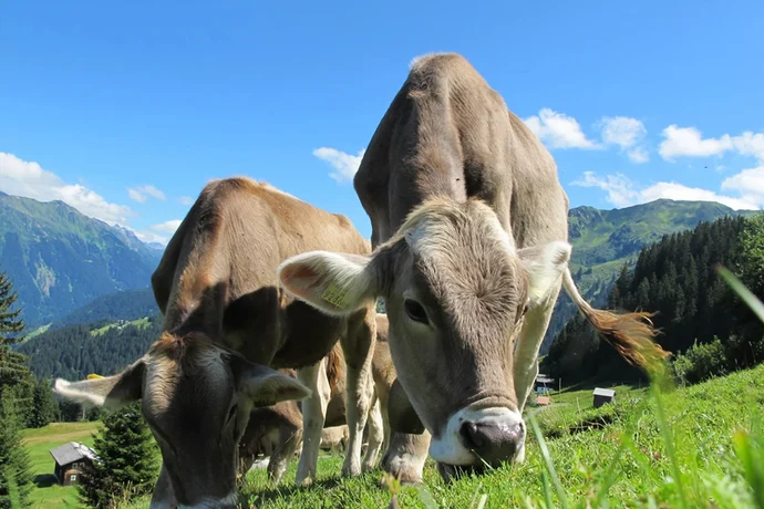 Kühe auf der Weide