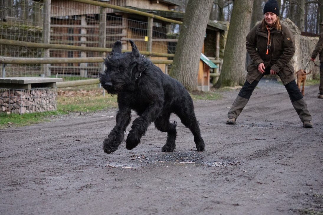 Großer schwarzer Hund im Vordergrund auf dem Sprung, im Hintergrund steht die Hundeführerin