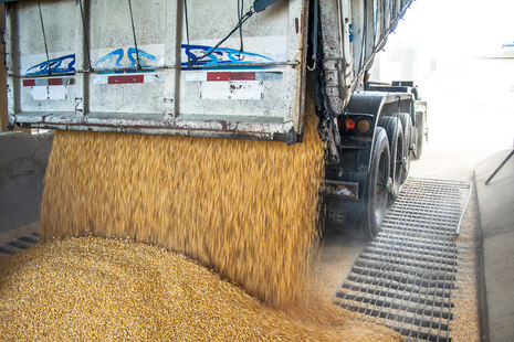 Ein LKW lädt eine Fuhre geerntetes Getreide ab.