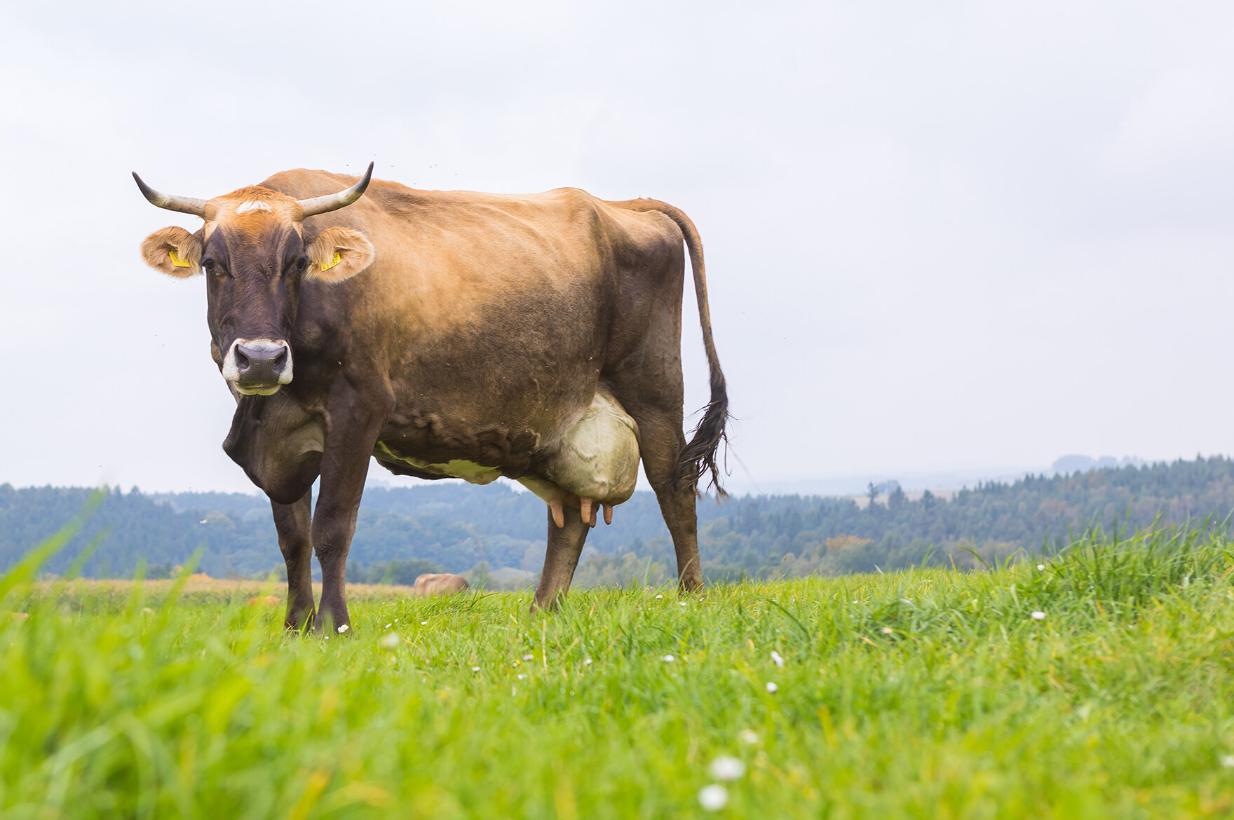 Eine Kuh mit Hörnern auf einer grünen Wiese in der Sächsischen Schweiz