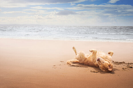 Ein Hund liegt an einem Meeresstrand auf dem Rücken und aalt sich im Sand