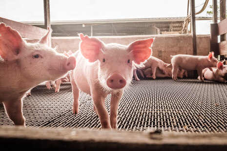 Ferkel im Stall