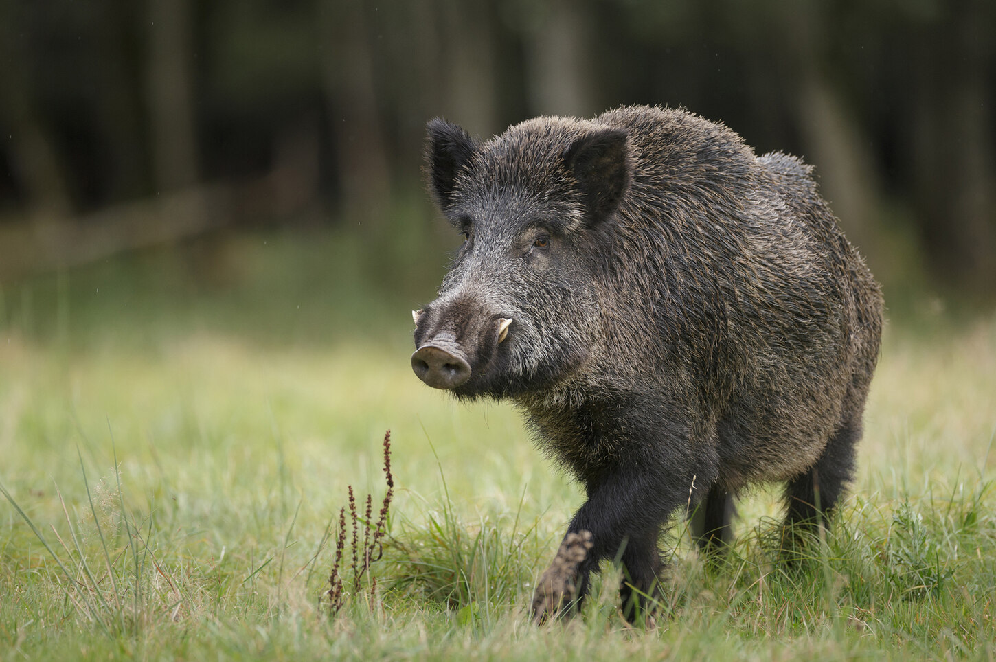 Porträt eines Wildschweins auf einer Lichtung im Wald