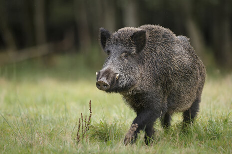 Ein Wildschwein in freier Wildbahn auf der Wiese vor einem Wald