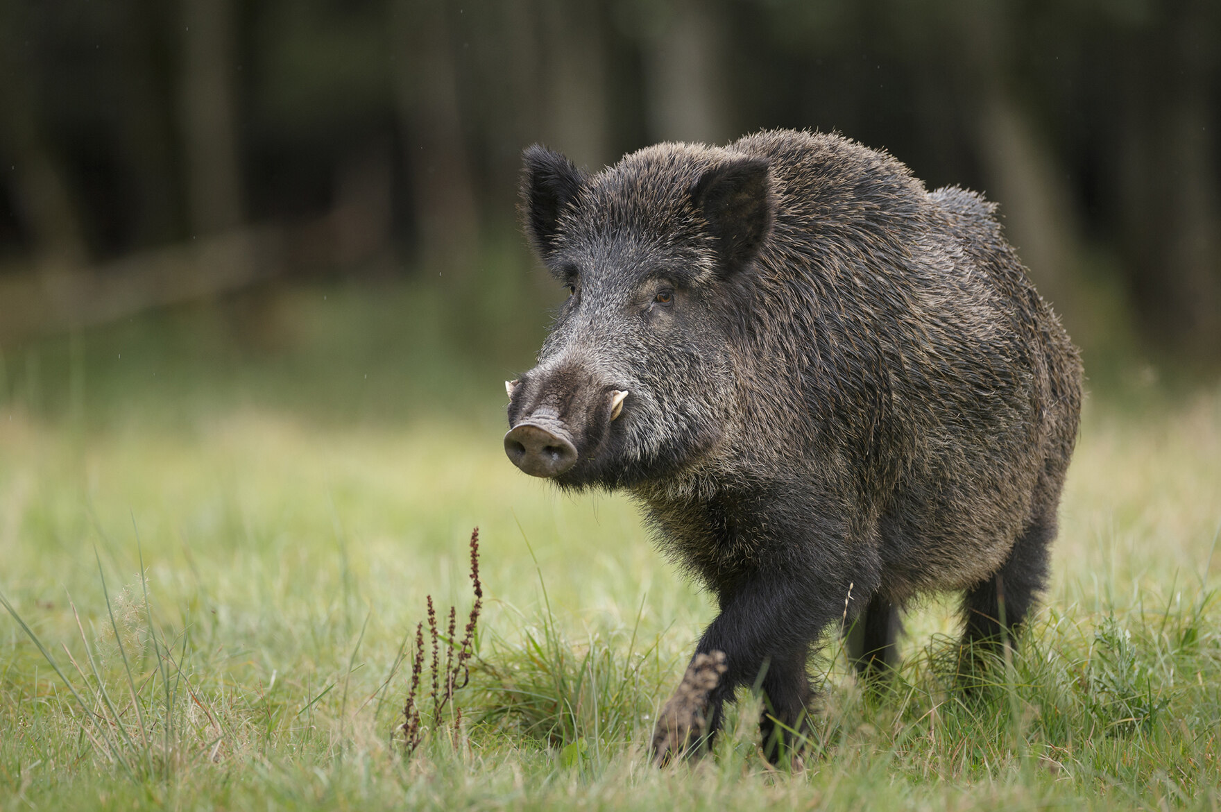 Afrikanische Schweinepest (ASP) - Sächsisches Staatsministerium für ...