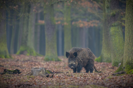 Ein Wildschwein bei Dämmerung zwischen Bäumen in einem herbstlichen Wald