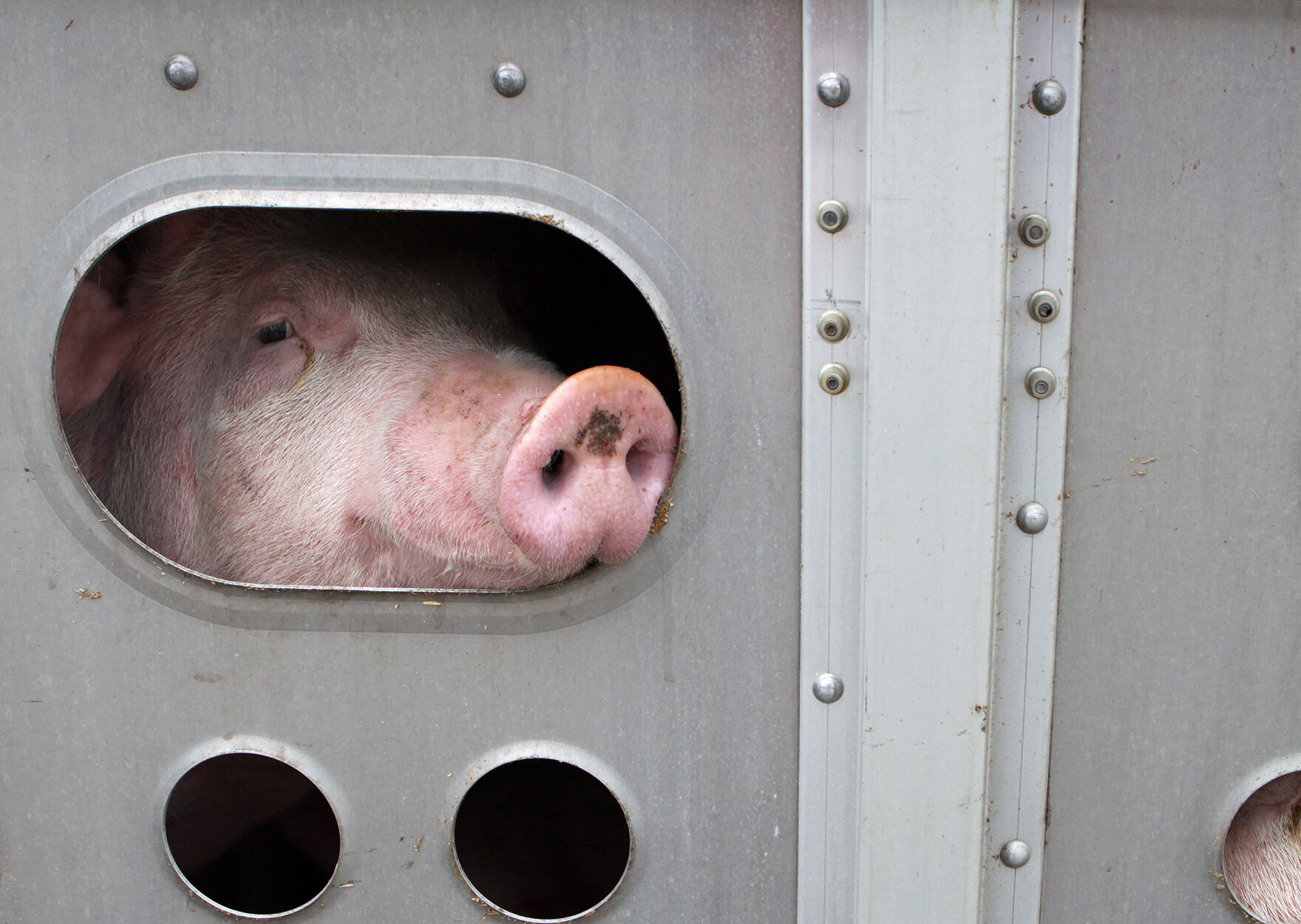 Schwein beim Tiertransport